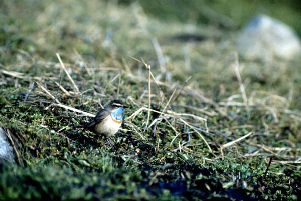  Bluethroat