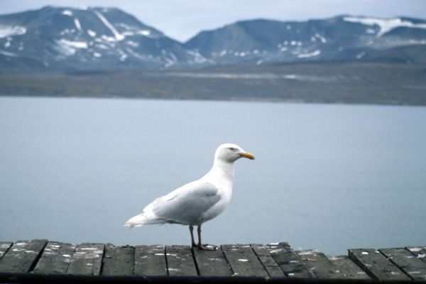 Glaucous Gull